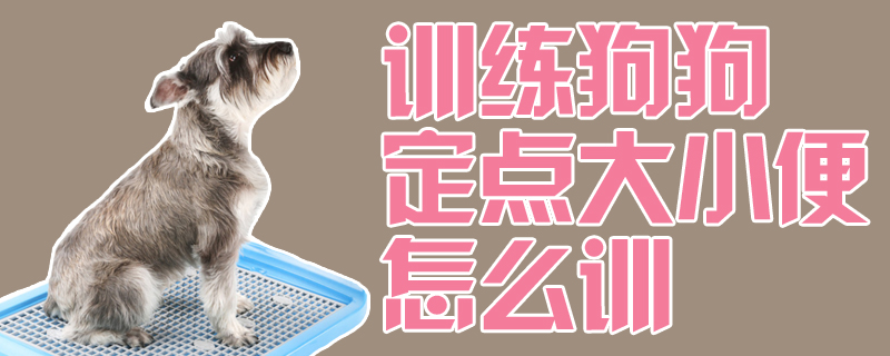訓(xùn)練狗狗定點大小便怎么訓(xùn)