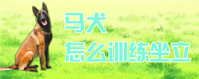 馬犬怎么訓練坐立