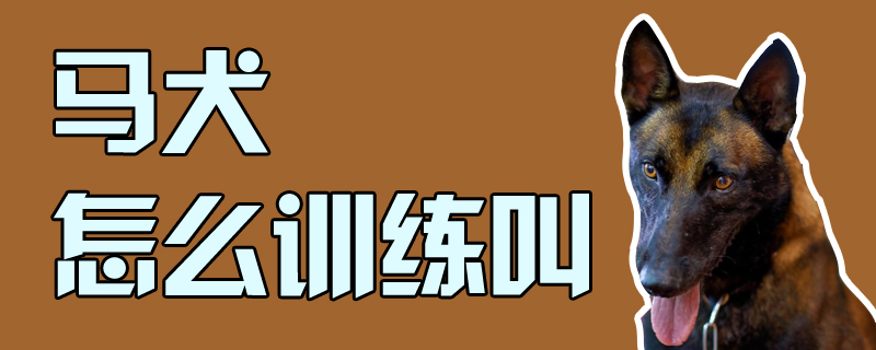 馬犬怎么訓練叫