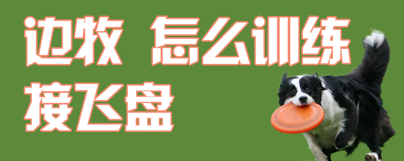邊牧怎么訓(xùn)練接飛盤