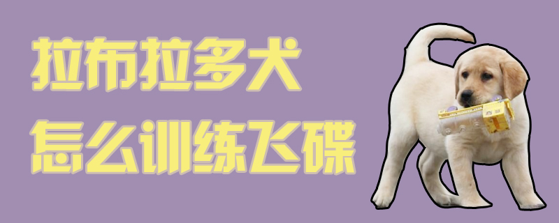 拉布拉多犬怎么訓練飛碟