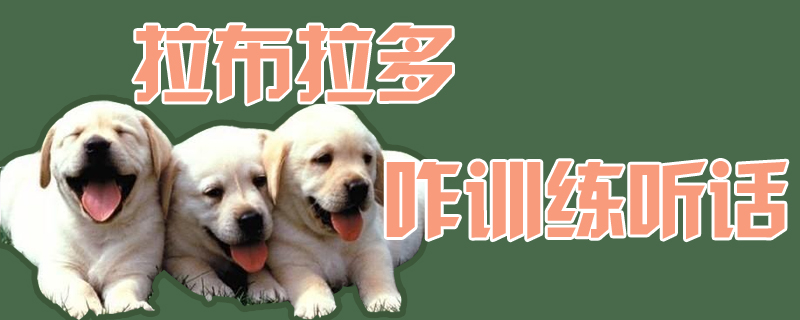 拉布拉多怎么訓練聽話1