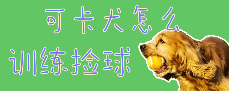 可卡犬怎么訓練撿球