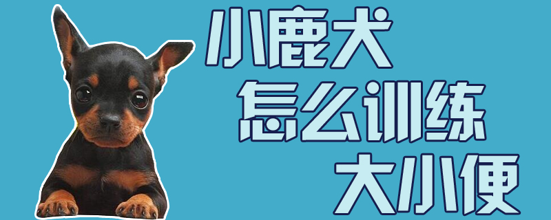 小鹿犬怎么訓練大小便