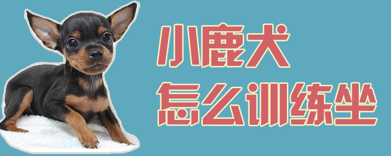 小鹿犬怎么訓(xùn)練坐