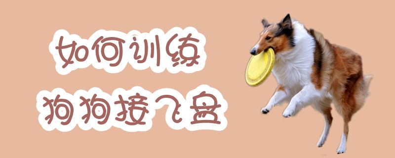 如何訓(xùn)練狗接飛盤