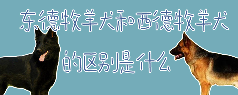 東德牧羊犬和西德牧羊犬的區(qū)別是什么