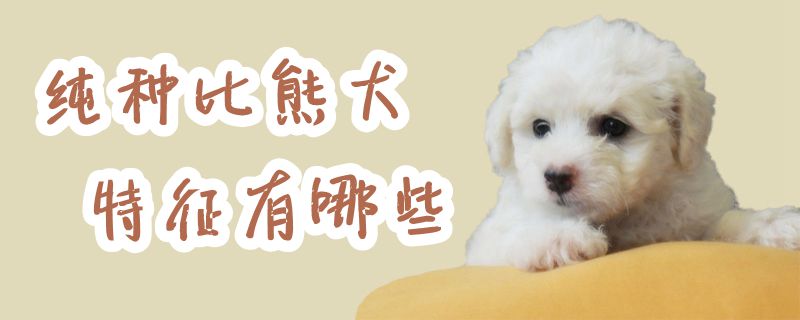 純種比熊犬特征有哪些