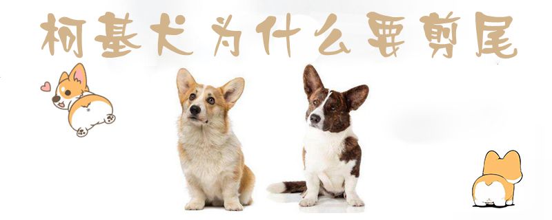 柯基犬為什么要剪尾1