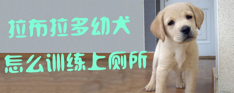 拉布拉多幼犬怎么訓練上廁所1