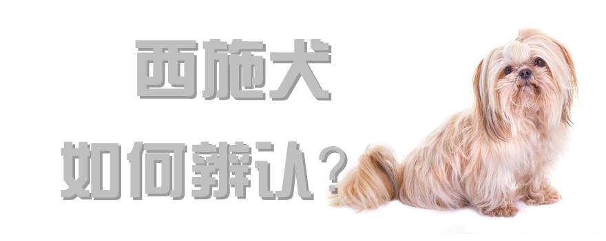 西施犬如何辨認(rèn)