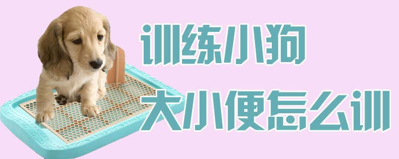 訓練小狗大小便怎么訓