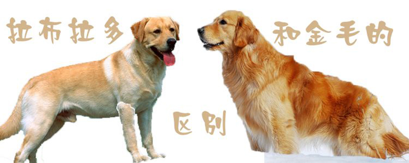 拉布拉多犬和金毛的區別1