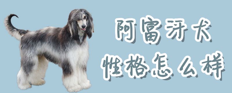 阿富汗犬性格怎么樣