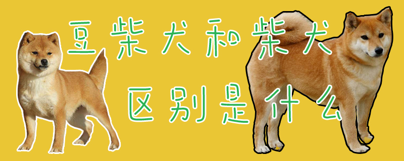 豆柴犬和柴犬區別是什么