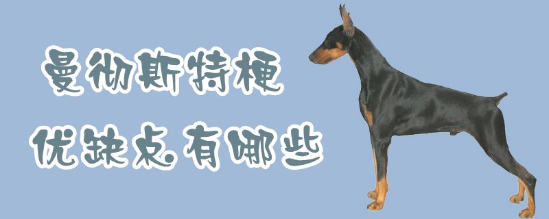 曼徹斯特梗優缺點有哪些