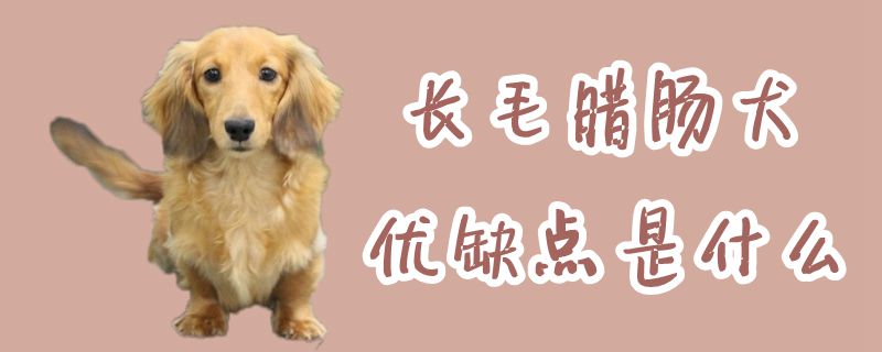 長毛臘腸犬優(yōu)缺點是什么