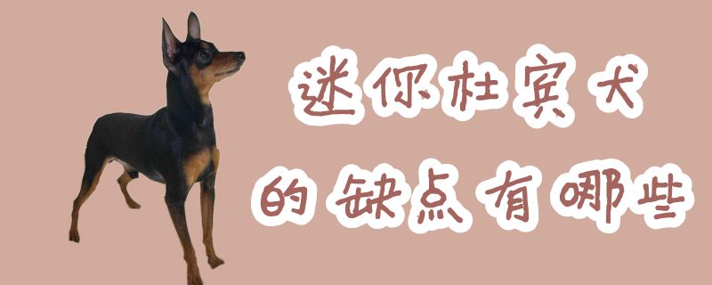 迷你杜賓犬的缺點(diǎn)有哪些