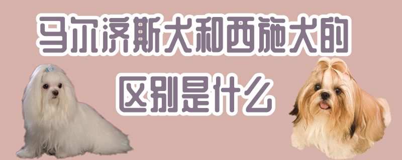 馬爾濟(jì)斯犬和西施犬的區(qū)別是什么