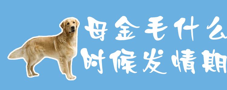 母金毛什么時(shí)候發(fā)情期1