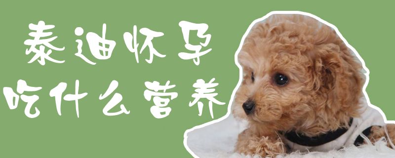 泰迪懷孕吃什么營(yíng)養(yǎng)1