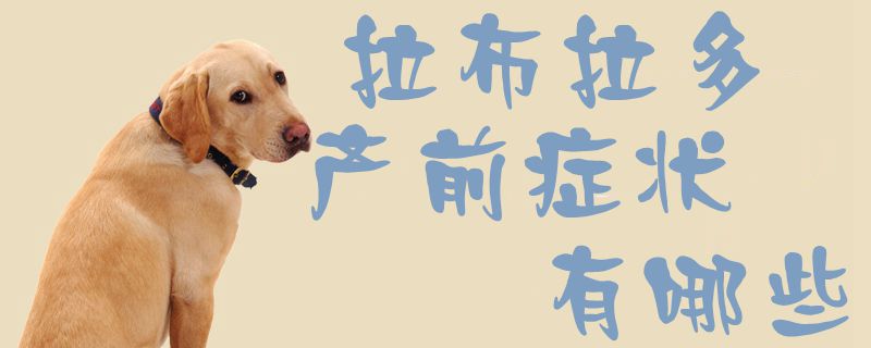 拉布拉多產前癥狀有哪些1