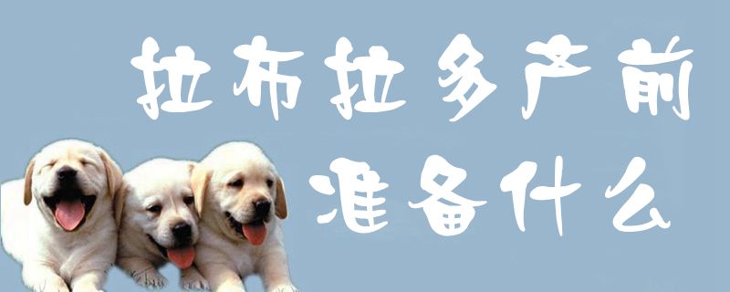 拉布拉多產前準備什么1