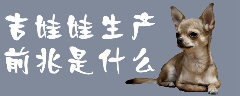 吉娃娃生產前兆是什么1