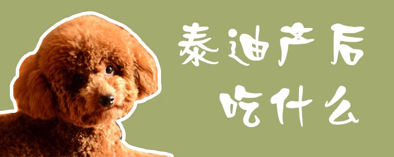 泰迪產后吃什么1