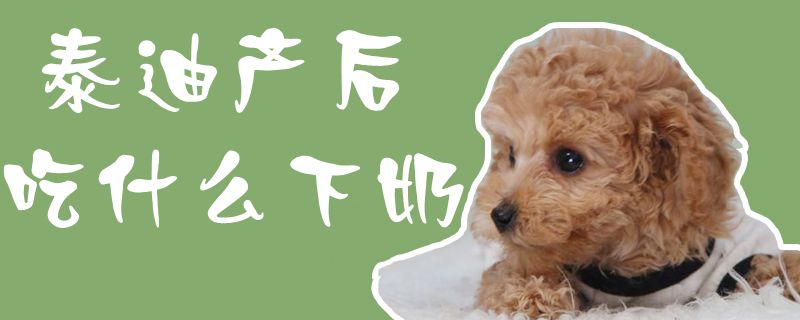 泰迪產后吃什么下奶1