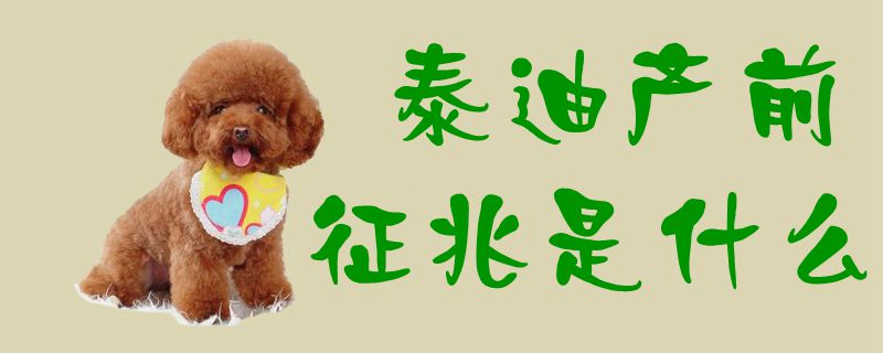 泰迪產(chǎn)前征兆是什么1