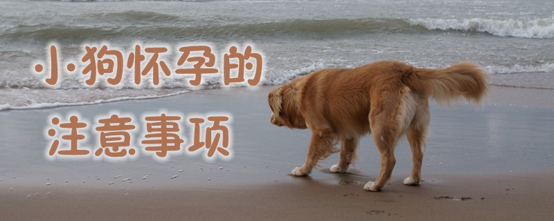 小狗懷孕的注意事項(xiàng)