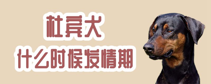 杜賓犬什么時候發情期