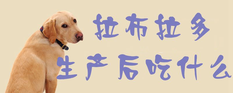 拉布拉多生產后吃什么1