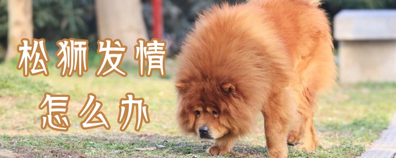 松獅發情怎么辦