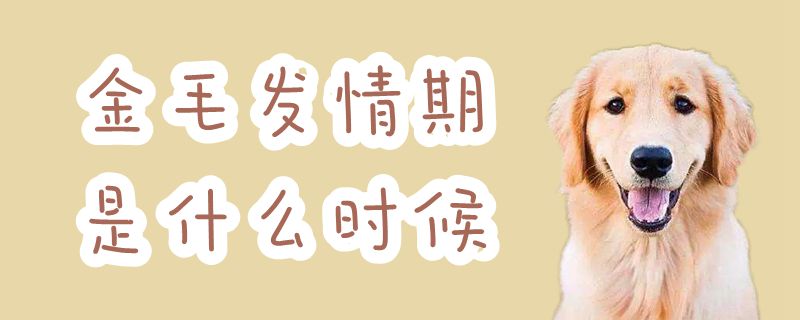 金毛發情期是什么時候