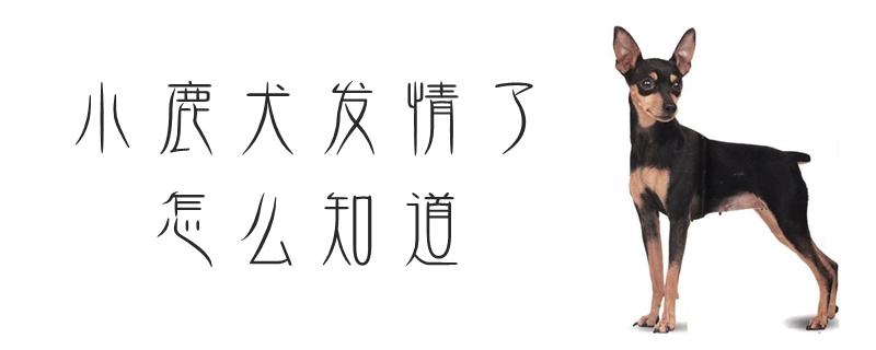 小鹿犬發(fā)情了怎么知道