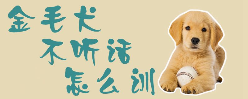 金毛犬不聽話怎么訓1