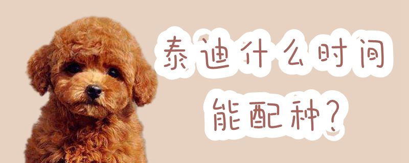 泰迪什么時間能配種
