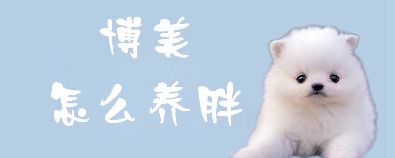 博美怎么養胖1