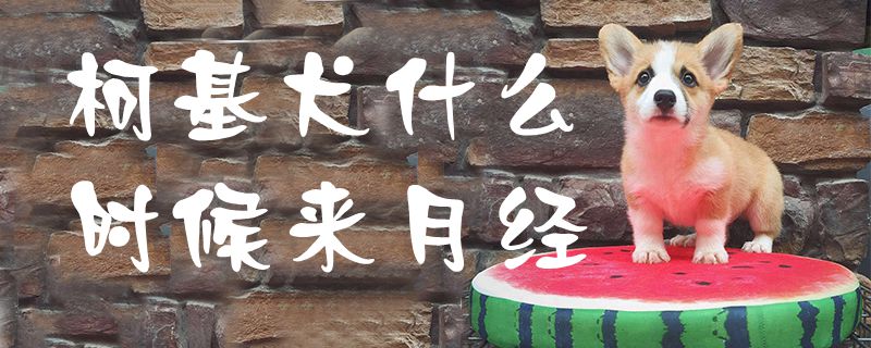 柯基犬什么時候來月經1