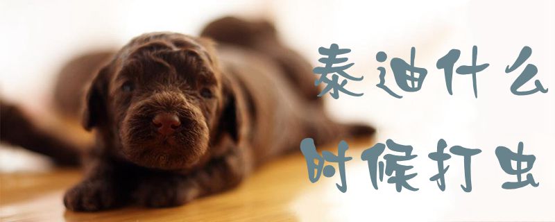 泰迪什么時候打蟲1