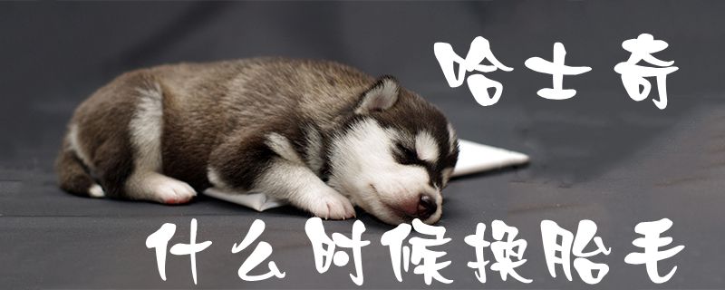 哈士奇什么時(shí)候換胎毛1