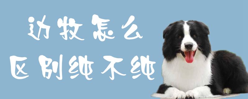 邊牧怎么區(qū)別純不純1