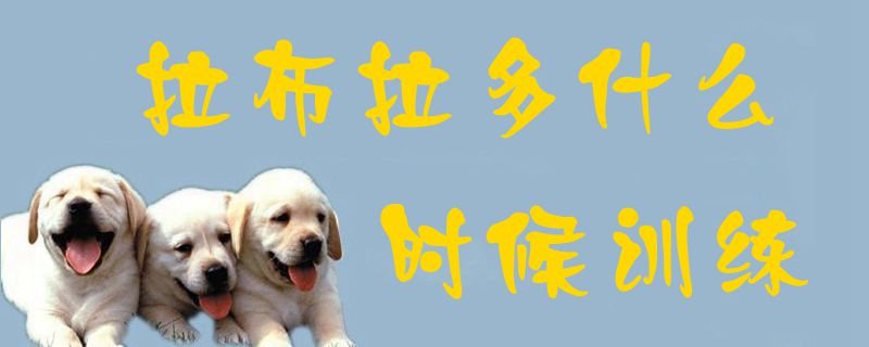 拉布拉多什么時(shí)候訓(xùn)練1