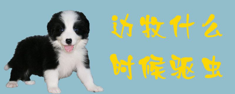 邊牧什么時候驅蟲1