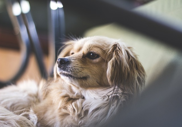 貴賓犬懷孕了，我需要特別注意些什么嗎？