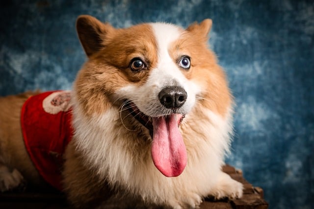 柯基犬快生了，我需要為它準備哪些特別的助產工具？
