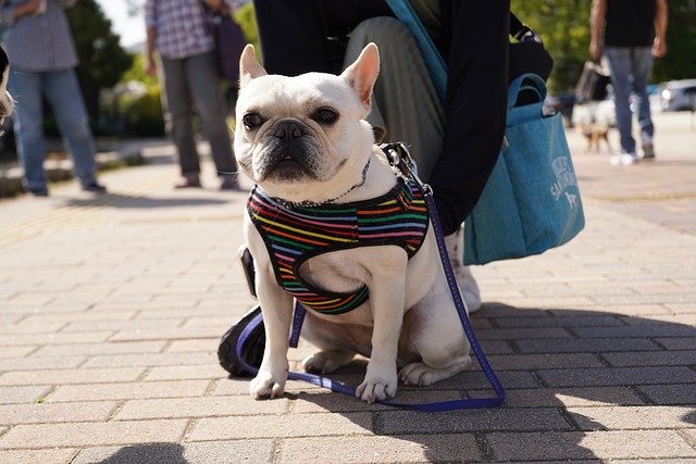 法國斗牛犬分娩時，我應(yīng)該怎么輔助它？