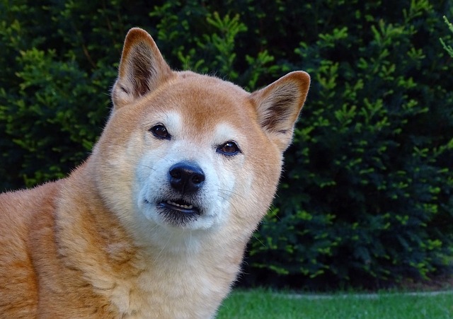 柴犬懷孕期間的奇妙旅程：守護“懷孕生產”的每一步